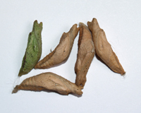 куколки бабочек Papilio demoleus